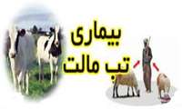 برگزاری کارگاه آموزشی بیماری های مشترک بین انسان و حیوان با تاکید بر بیماری تب مالت